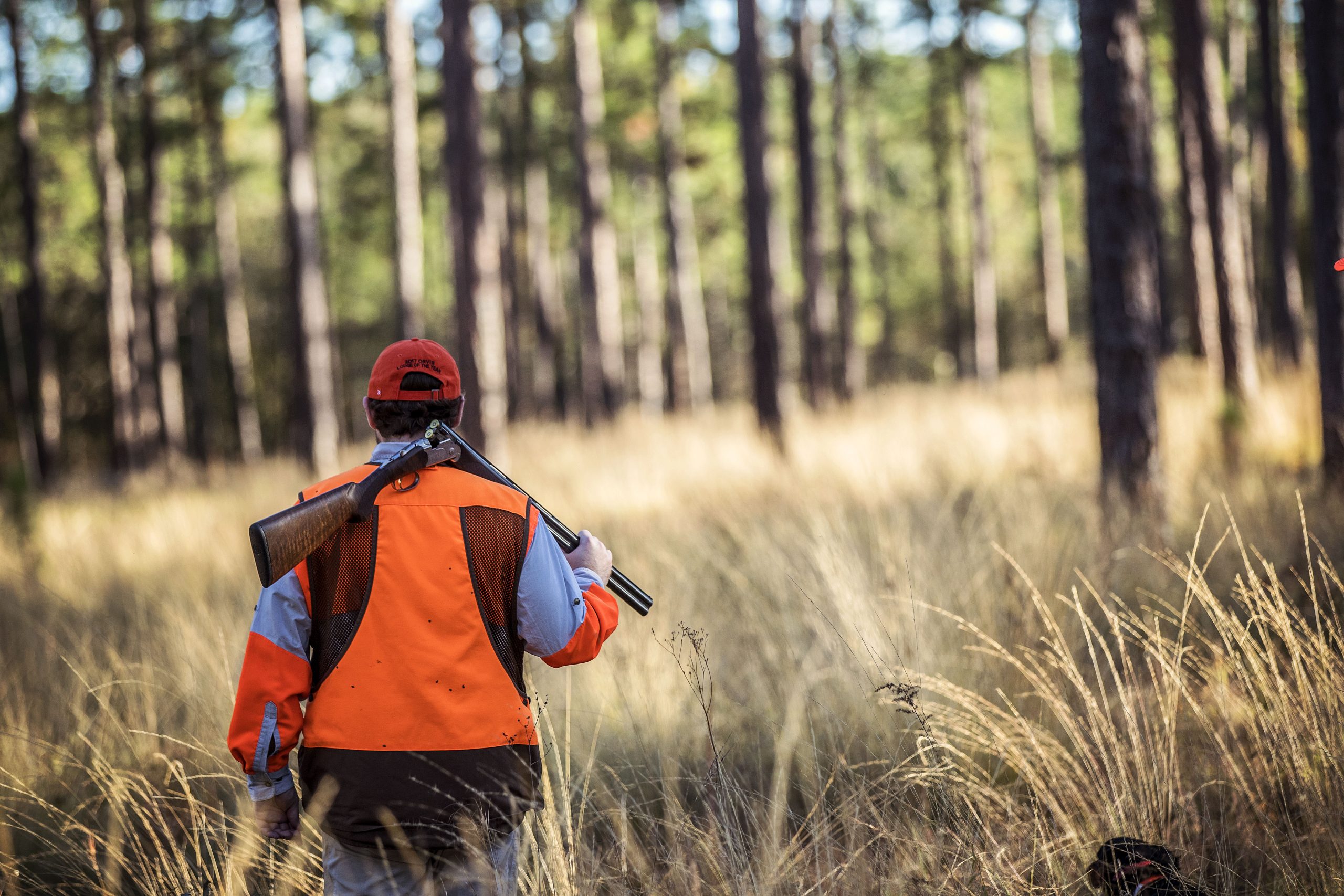 Is a South Wind Good for Deer Hunting? 